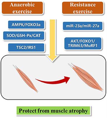 Current Studies and Future Directions of Exercise Therapy for Muscle Atrophy Induced by Heart Failure